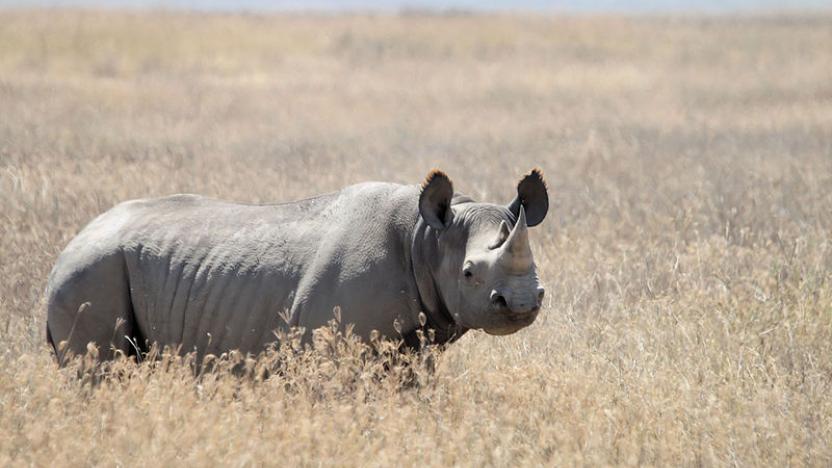 black-rhino-poaching
