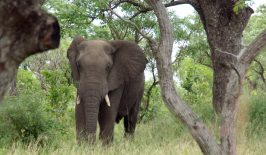 adventure-animal-wildlife-jungle-africa-mammal-677185-pxhere