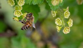 bee-pollinator-solar