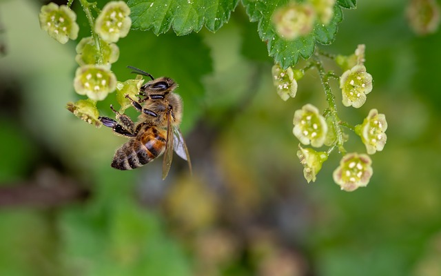 bee-pollinator-solar