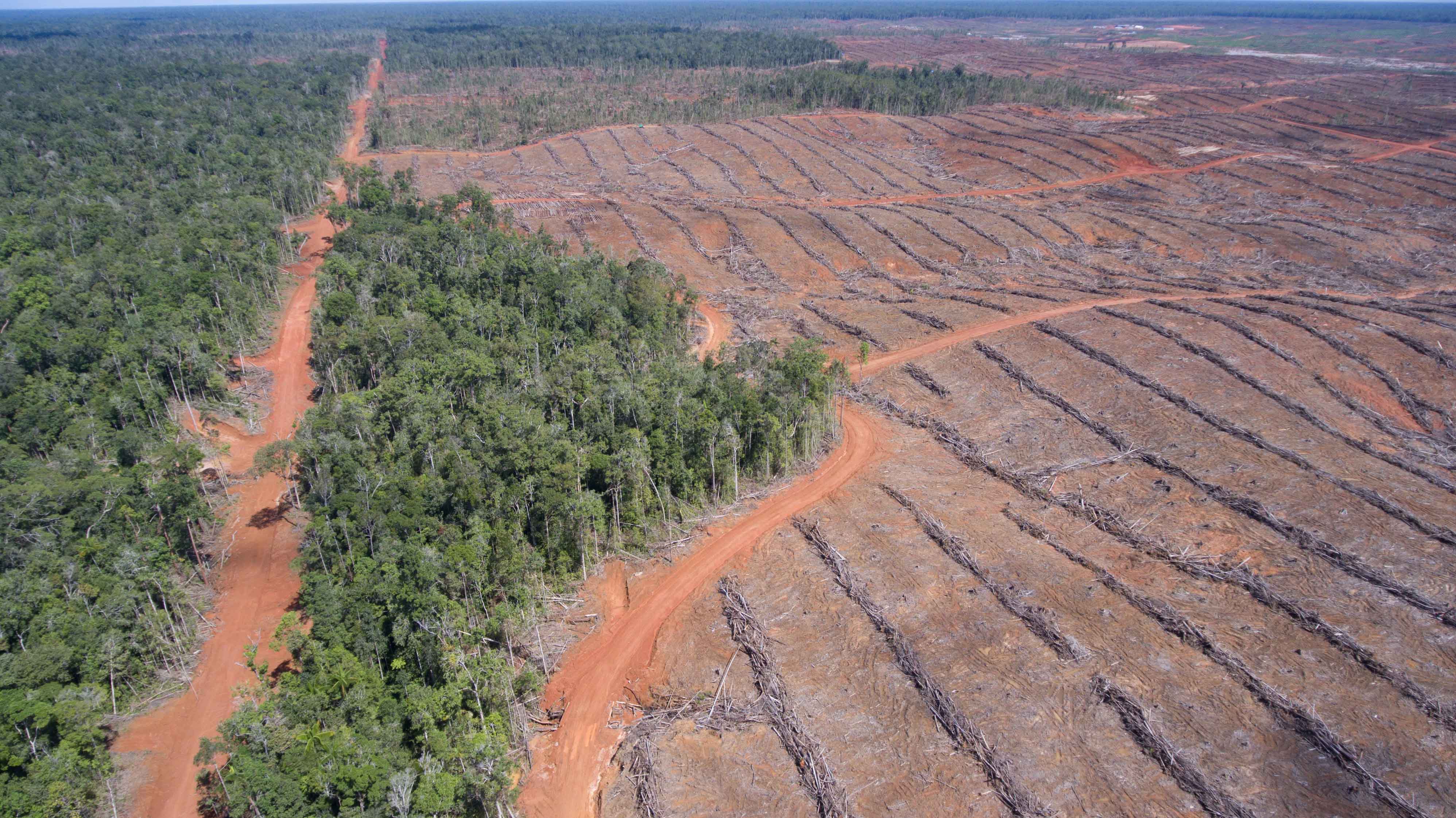 deforestation_papua
