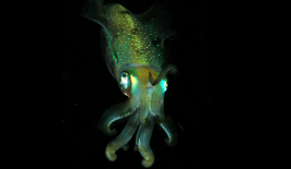 squid-teeth-bioplastic