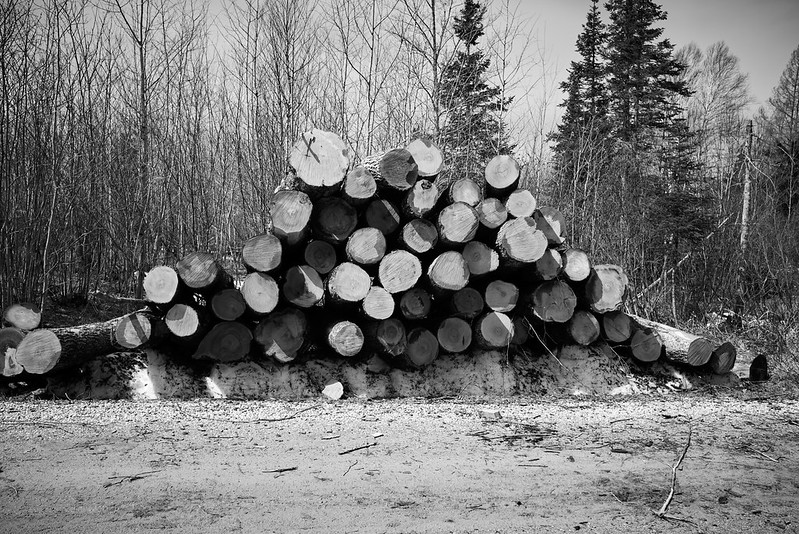 Pile of logs in black and white