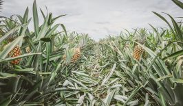 pineapple-farm-colombia
