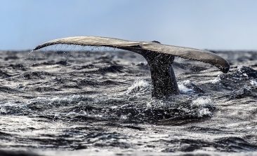 whale-satellites