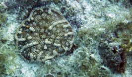 ridged-cactus-coral