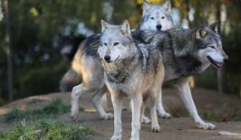 grey-wolves