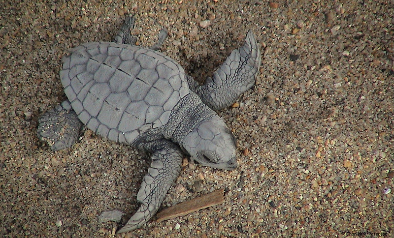 olive-ridley-turtle-gps-egg