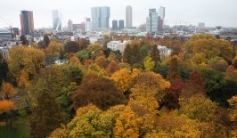 city-trees-rotterdam