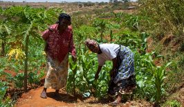 800px-women_smallholder_farmers_in_kenya