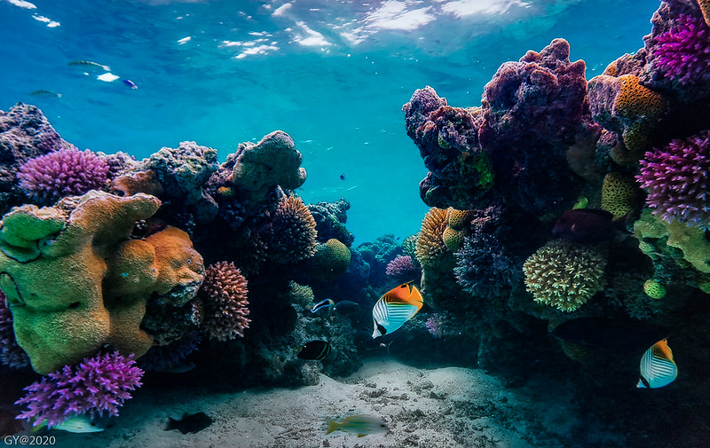 coral-reef-nemo-net