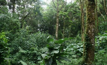 costa-rica-rain-forest-1392617164ocq