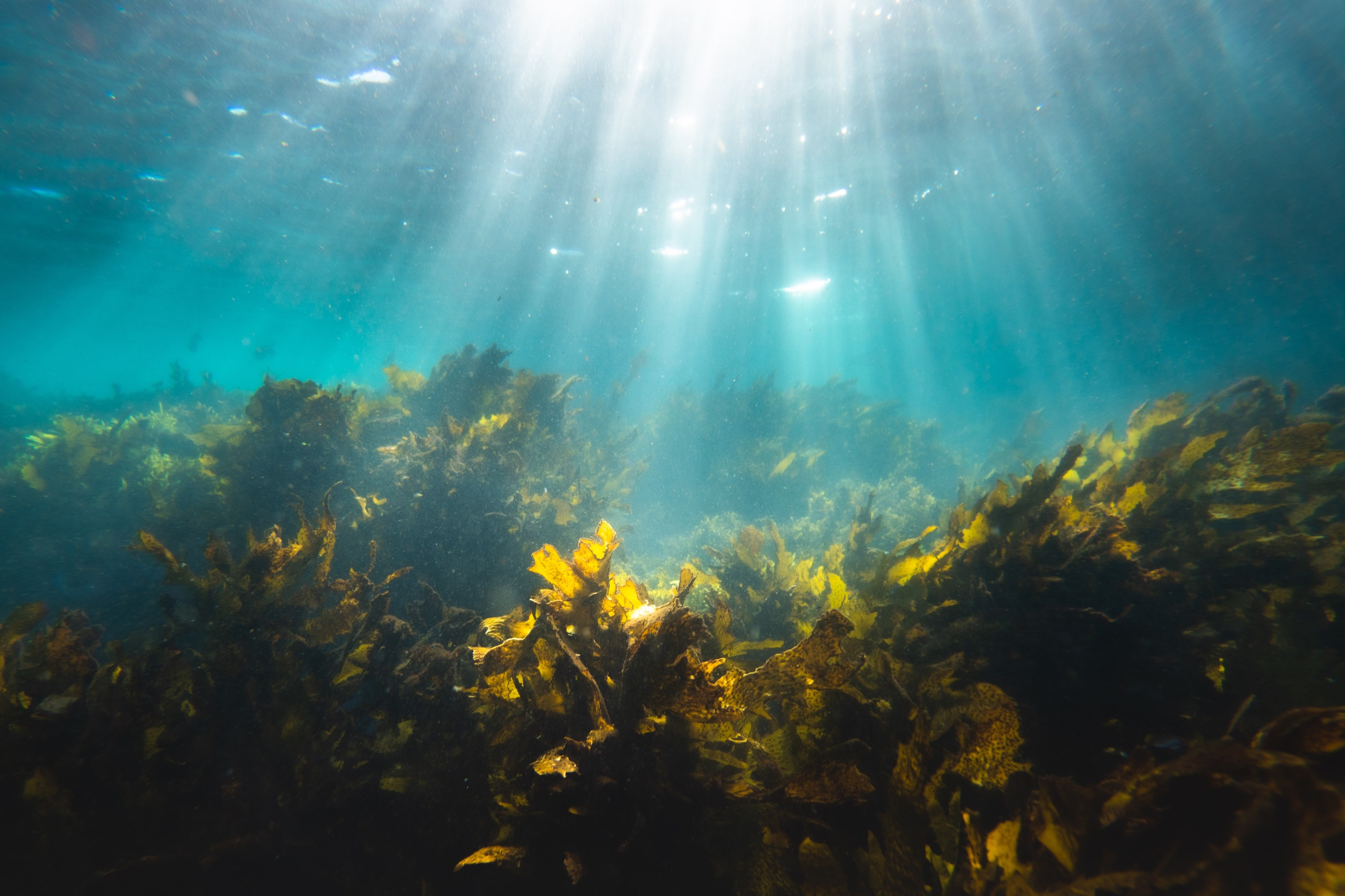 Protecting Marine Life in the Gulf of Mexico with Seaweed Farms
