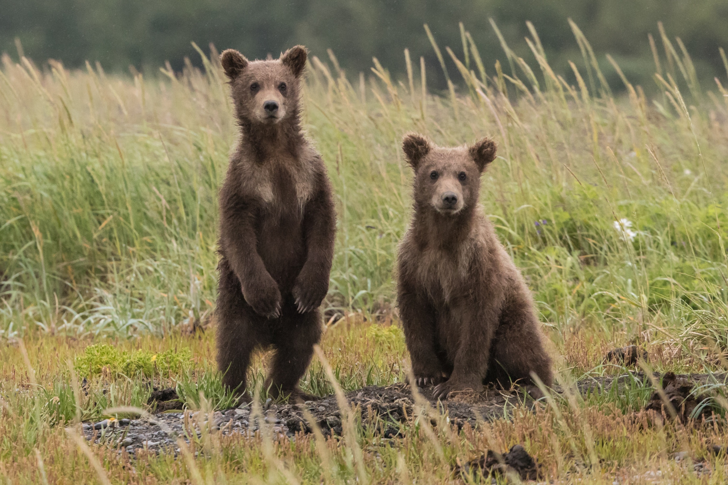 Bear with 3 Cubs Captured Weeks After Deadly Attack on Hiker in Italy