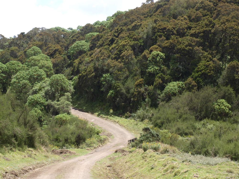 A-road-cuts-through-forestland-in-Aberdare-National-Park-in-central-Kenya