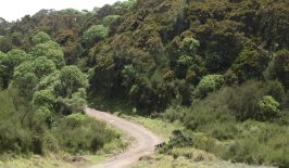 A-road-cuts-through-forestland-in-Aberdare-National-Park-in-central-Kenya