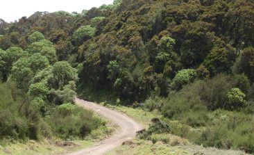 A-road-cuts-through-forestland-in-Aberdare-National-Park-in-central-Kenya