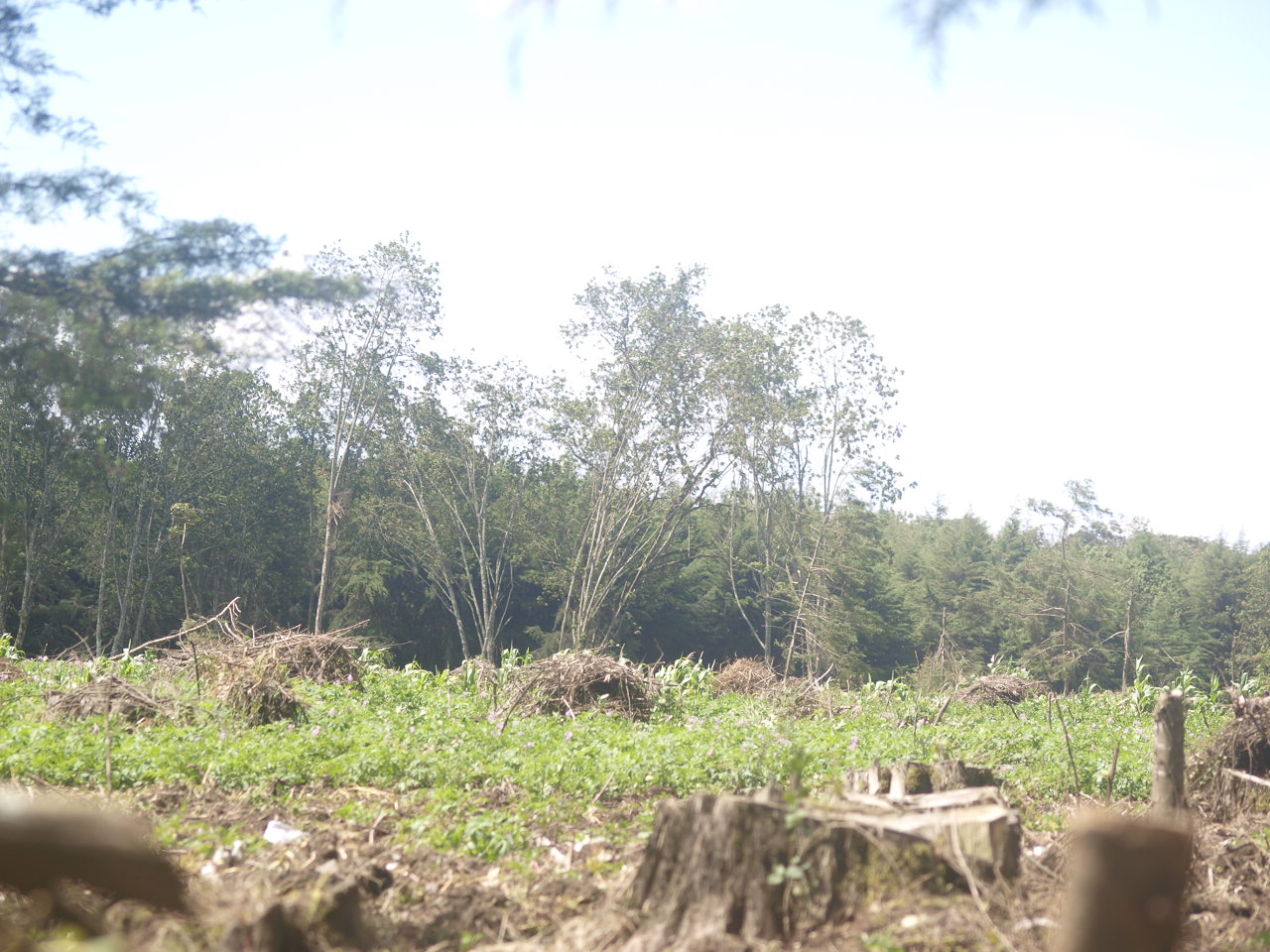 Forest land cleared for farming in Nyandarua County, Kenya